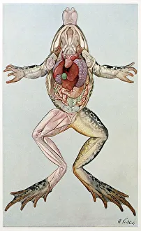 Digestive System Prints: Anatomical Cross Section of a femal frog, from Brehms Tierleben, pub. 1860 s. Creator