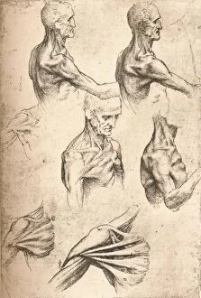 Human Collection: Anatomical drawing, c1472-c1519 (1883). Artist: Leonardo da Vinci