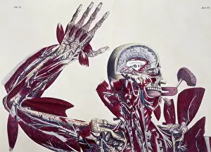 Brain Prints: Anatomical drawing, c1825. Creator: Unknown