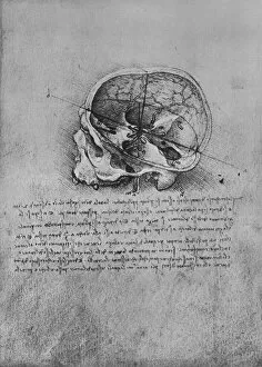Cross Section Gallery: Anatomical Drawing of a Skull to the Left, c1480 (1945). Artist: Leonardo da Vinci