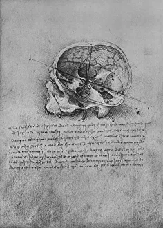 Cross Section Gallery: Anatomical Drawing of a Skull to the Left, c1480 (1945). Artist: Leonardo da Vinci