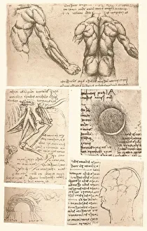 Jean Paul Prints: Four anatomical drawings, c1472-c1519 (1883). Artist: Leonardo da Vinci
