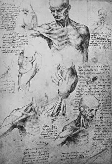 Anatomical Drawings of a Mans Neck and Shoulders, c1480 (1945). Artist: Leonardo da Vinci