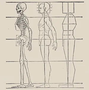 Woodcuts Prints: Anatomical illustration, 1564. Creator: Heinrich Lautensack