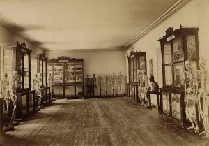 Educational Facility Prints: Part of the anatomical museum, 1890. Creator: Unknown