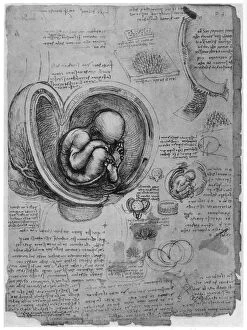 Images Dated 19th June 2008: Anatomical sketch of a human foetus in the womb, c1510 (1954). Artist: Leonardo da Vinci