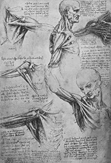 Reynal Collection: Anatomical Studies of a Mans Neck and Shoulders, c1480 (1945). Artist: Leonardo da Vinci
