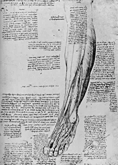 Anatomical Study of Muscles of Foot, 1928. Artist: Leonardo da Vinci