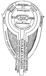 Optics Prints: Anatomy of the eye, 1572