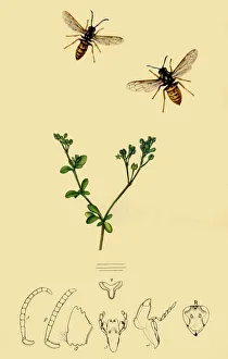 Curtis Prints: Anchor-Faced Wasp: Vespa rufa, 1839, (1945). Creator: John Curtis
