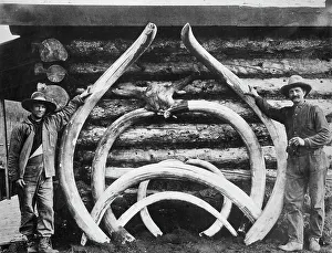 Frontiersman Prints: Ancient bones of mastodons, between c1900 and c1930. Creator: Unknown