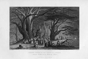John Carne Collection: Ancient Cedars in the Forest of Lebanon, 1841. Artist: J Redaway