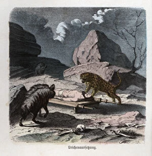 Images Dated 12th December 2014: Ancient History. Persia. Abandonment of a corpse to the beasts. German engraving, 1865
