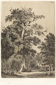 Etching On Chine Colla© Gallery: Ancient Oak in the Bois de Boulogne, 1855. Creator: Eugene Blery