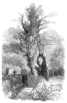Dublin County Dublin Ireland Prints: Ancient yew-tree at Palmerston, 1864. Creator: Unknown