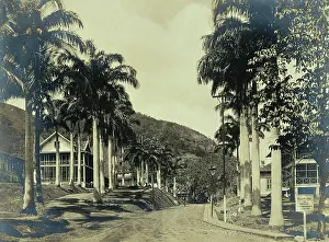Panama Prints: Ancon Hospital grounds, Panama: street with wooden buildings lined with palm trees