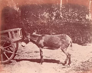 Ane attache a une charette, 1850-53. Creator: Unknown