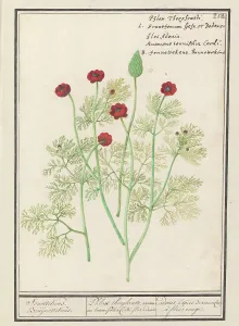 Anemones Prints: Anemone, 1596-1610. Creators: Anselmus de Boodt, Elias Verhulst