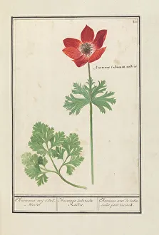 Anemones Prints: Anemone, 1596-1610. Creators: Anselmus de Boodt, Elias Verhulst