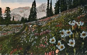The Anemone in Mount Rainier National Park, c1916. Artist: Asahel Curtis
