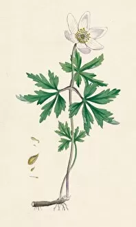 Roots Gallery: Anemone nemorosa. Wood anemone, 19th Century