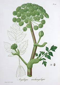 Herbal Prints: Angelica Archangelica (Garden Angelica), 1821. Artist: LFJ Hoquart