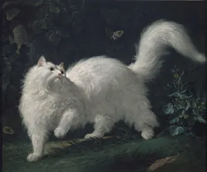 Ca 1760 Gallery: Angora cat chasing a butterfly, ca 1760. Creator: Bachelier, Jean-Jacques (1724-1806)