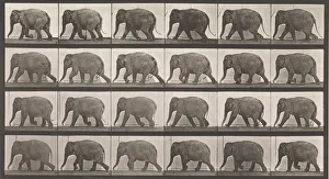 Animal Locomotion. An Electro-Photographic Investigation of Consecutive Phases of Animal