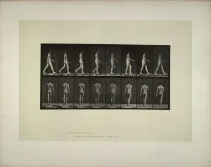 Muybridge Prints: Animal locomotion: males (pelvis cloth), 1887. Creator: Muybridge, Eadweard (1830-1904)