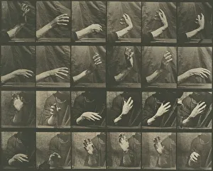 Movement Gallery: Animal Locomotion, Plate 535, 1887. Creator: Eadweard J Muybridge