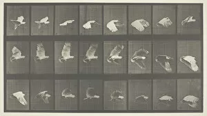 Movement Gallery: Animal Locomotion, Plate 758, 1887. Creator: Eadweard J Muybridge