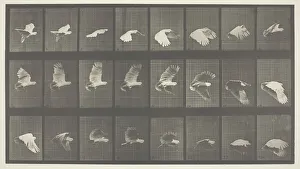 Movement Gallery: Animal Locomotion, Plate 758, 1887. Creator: Eadweard J Muybridge