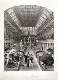 Display Case Gallery: Animal skeletons at the Hunterian Museum, Lincolns Inn Fields, Holborn, London, c1820