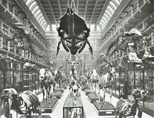 Greater London Council Gallery: Animal skeletons at the Royal College of Surgeons, Westminster, London, 1911