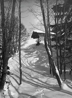 Alaska Prints: Animal tracks in the snow, 1916. Creator: Unknown