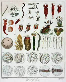 Animalcules observed by Anton van Leeuwenhoek, c1795