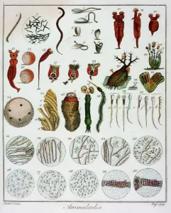 Antoni Van Gallery: Animalcules observed by Anton van Leeuwenhoek, c1795