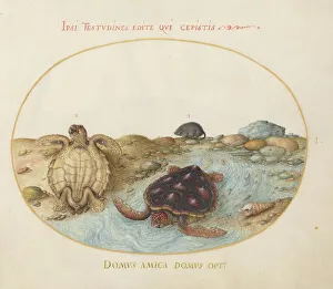 Turtle Prints: Animalia Aqvatilia et Cochiliata (Aqva): Plate I, c. 1575/1580. Creator: Joris Hoefnagel