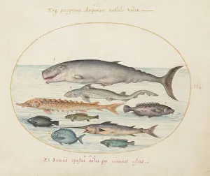 Whale Prints: Animalia Aqvatilia et Cochiliata (Aqva): Plate II, c. 1575/1580. Creator: Joris Hoefnagel