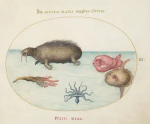 Walrus Prints: Animalia Aqvatilia et Cochiliata (Aqva): Plate III, c. 1575/1580. Creator: Joris Hoefnagel