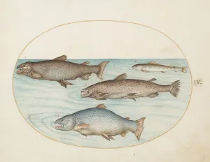 Ray Finned Fish Prints: Animalia Aqvatilia et Cochiliata (Aqva): Plate IV, c. 1575/1580. Creator: Joris Hoefnagel