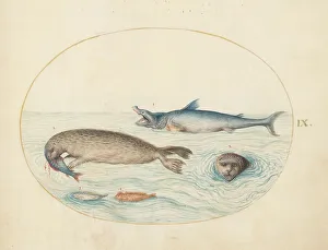 Marine Life Prints: Animalia Aqvatilia et Cochiliata (Aqva): Plate IX, c. 1575/1580. Creator: Joris Hoefnagel