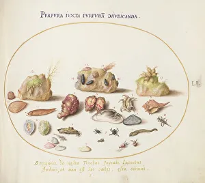 Animalia Aqvatilia et Cochiliata (Aqva): Plate LI, c. 1575/1580. Creator: Joris Hoefnagel
