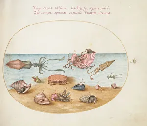 Crab Prints: Animalia Aqvatilia et Cochiliata (Aqva): Plate LII, c. 1575/1580. Creator: Joris Hoefnagel