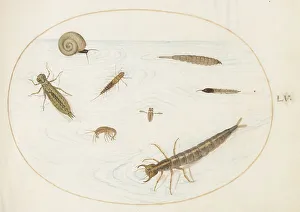 Invertebrate Prints: Animalia Aqvatilia et Cochiliata (Aqva): Plate LV, c. 1575/1580. Creator: Joris Hoefnagel