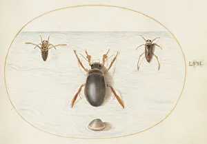 Marine Life Prints: Animalia Aqvatilia et Cochiliata (Aqva): Plate LVII