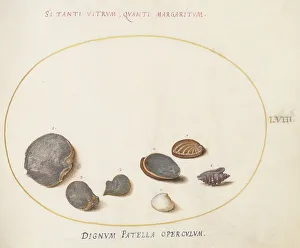 Shells Prints: Animalia Aqvatilia et Cochiliata (Aqva): Plate LVIII