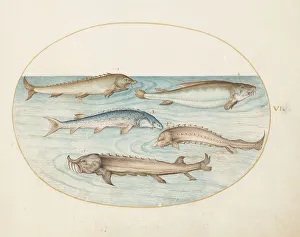 Animalia Aqvatilia et Cochiliata (Aqva): Plate VI, c. 1575/1580. Creator: Joris Hoefnagel