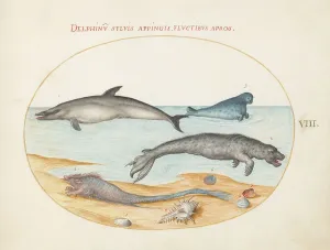 Animalia Aqvatilia et Cochiliata (Aqva): Plate VIII, c. 1575/1580. Creator: Joris Hoefnagel