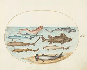 Marine Life Prints: Animalia Aqvatilia et Cochiliata (Aqva): Plate X, c. 1575/1580. Creator: Joris Hoefnagel